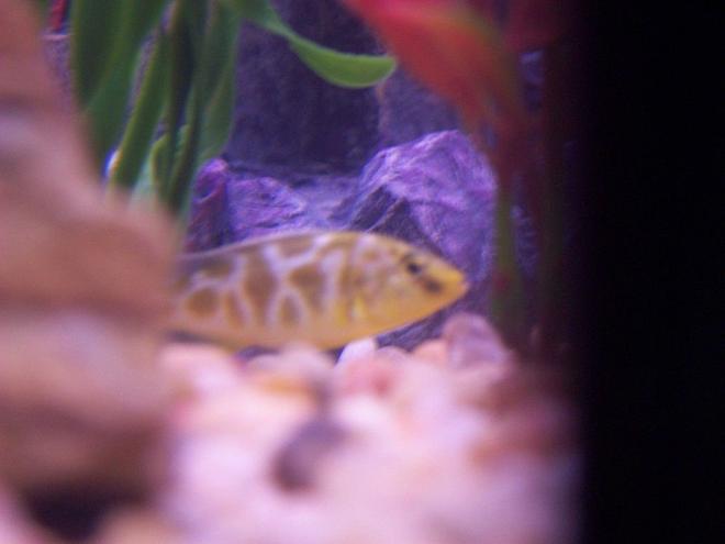 freshwater fish - nimbochromis venustus - venustus cichlid stocking in 46 gallons tank - Venustus cichlid in our 46G