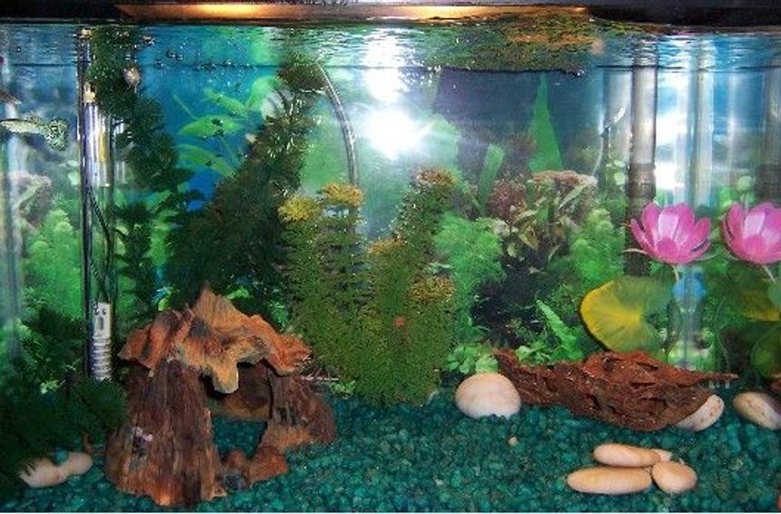 Rated #3253: 10 Gallons Freshwater Fish Tank - simple free tank decorated with random aquarium pieces i had laying around houses a guppy trio and five dwarf corys will upload more aquariums when camera starts working again