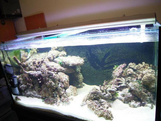120 gallons reef tank (mostly live coral and fish) - just lanscaped it