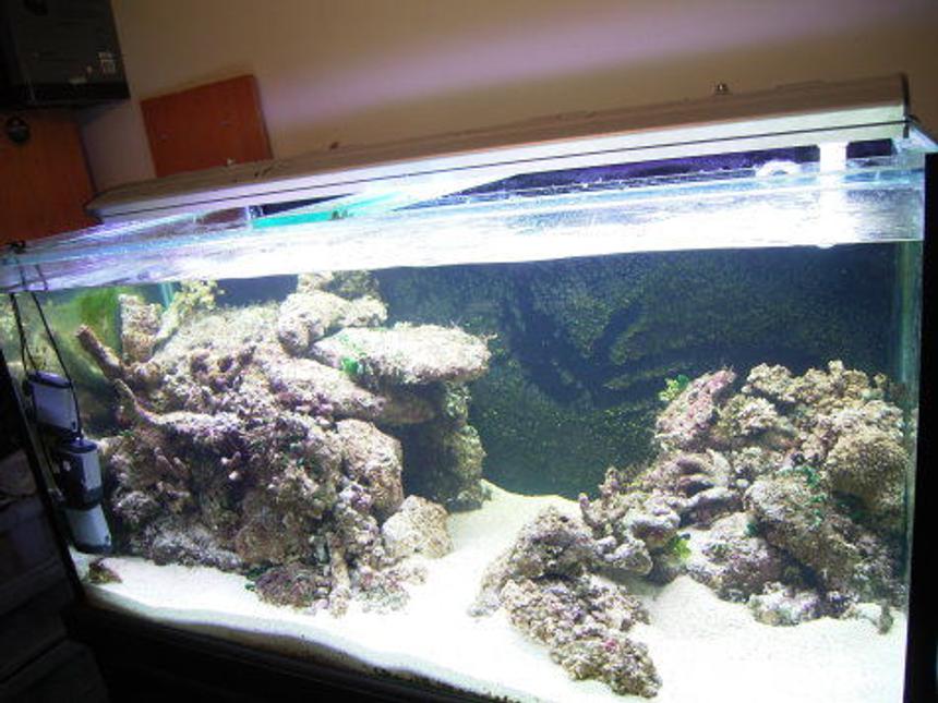 Rated #211: 120 Gallons Reef Tank - just lanscaped it