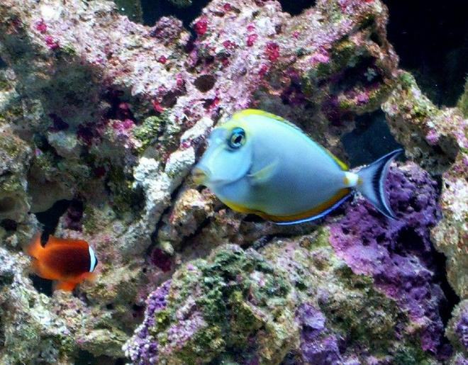 saltwater fish - naso elegans - naso blonde tang stocking in 55 gallons tank - MY NASO BLONDE TANG AND TOMATO CLOWN FISH