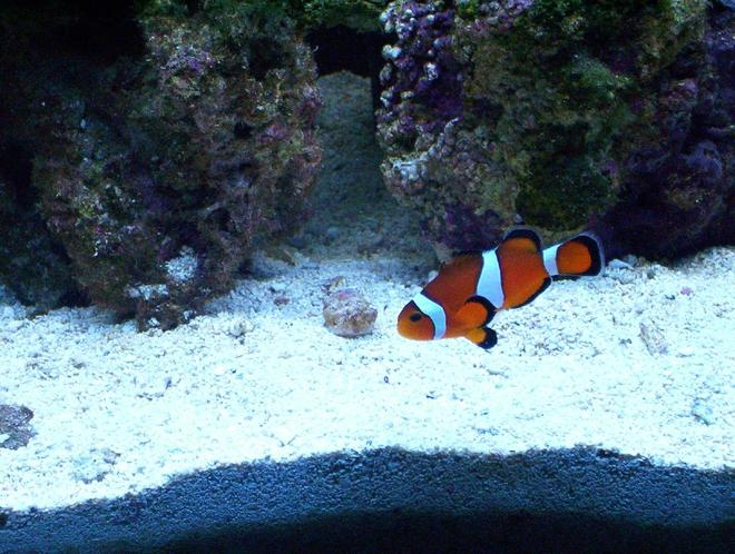 saltwater fish - amphiprion ocellaris - ocellaris clownfish stocking in 55 gallons tank - MY OCELLARIS CLOWN FISH