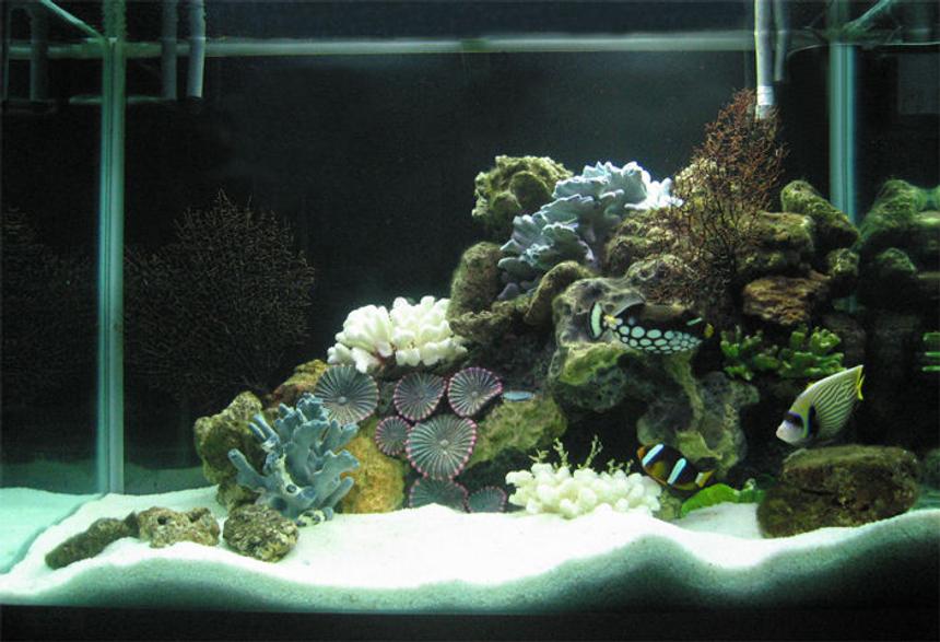 Rated #12: 80 Gallons Saltwater Fish Tank - 80G with dead corals but loads of live rocks collected by hand from the nearby ocean... 700W of CFL 6500K.  4G Canister filter with activated carbon & seachem mix, protein skimmer, UV sterilizer, 2 Power filters (4000 l/ph). That's about it.