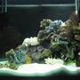 80 gallons saltwater fish tank (mostly fish, little/no live coral) - 80G with dead corals but loads of live rocks collected by hand from the nearby ocean... 700W of CFL 6500K. 4G Canister filter with activated carbon & seachem mix, protein skimmer, UV sterilizer, 2 Power filters (4000 l/ph). That's about it.