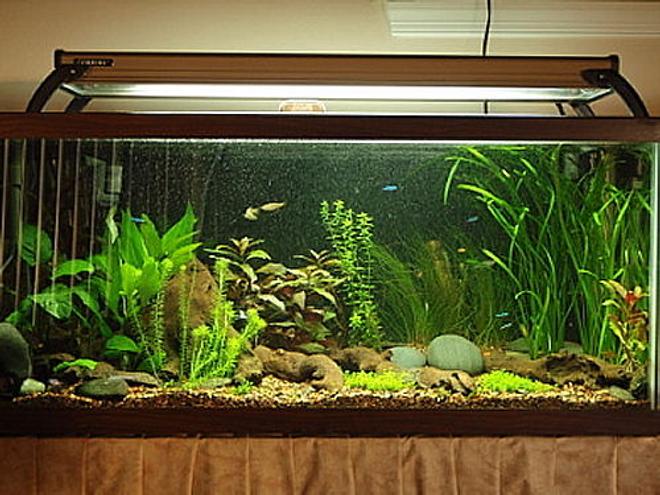 planted tank (mostly live plants and fish) - 30 gallon High-Tech planted