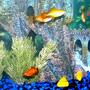 freshwater fish - xiphophorus helleri - red wag swordtail stocking in 28 gallons tank - Female Swords