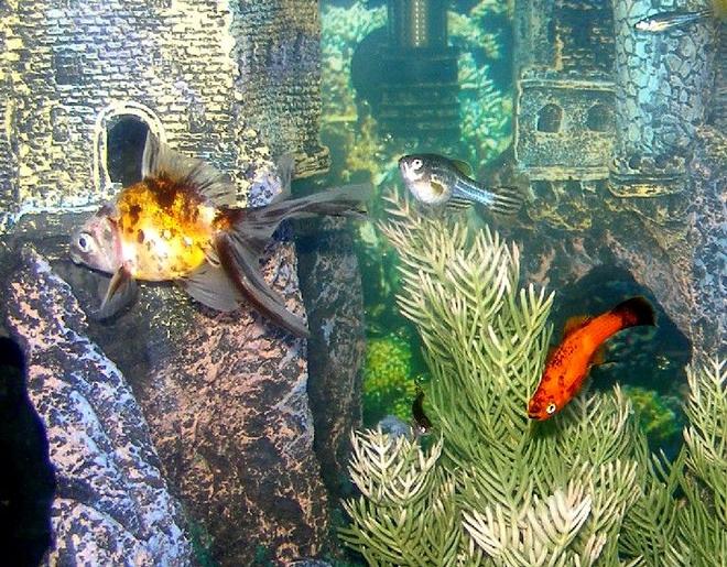 freshwater fish - carassius auratus - fantail goldfish stocking in 28 gallons tank - More fish...