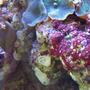 fish tank picture - sponge colony