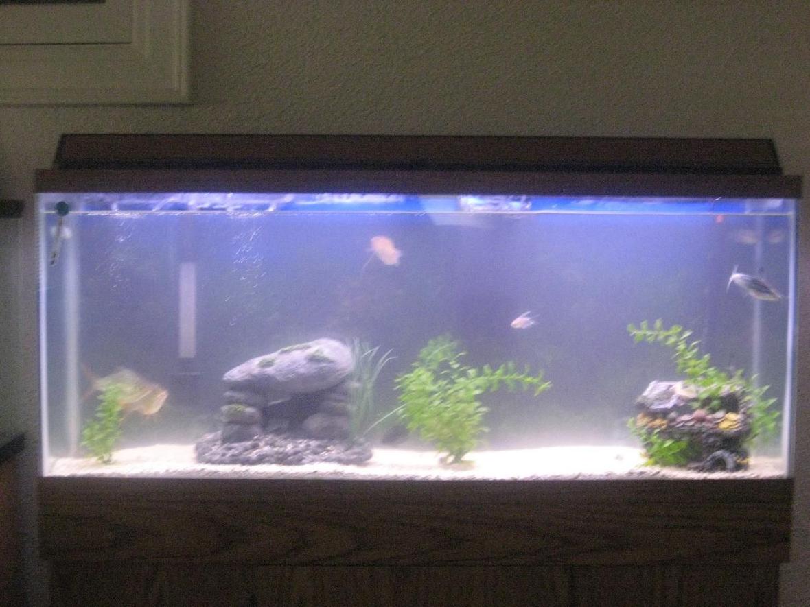 55 gallons freshwater fish tank (mostly fish and non-living decorations) - not where i wanna be yet but a work in progress