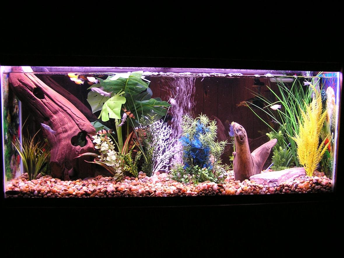 55 gallons freshwater fish tank (mostly fish and non-living decorations) - Freshwater tank with Columbian Sharks, a Bala Shark, a blind shark, several red tail sharks, clown loaches and mollies