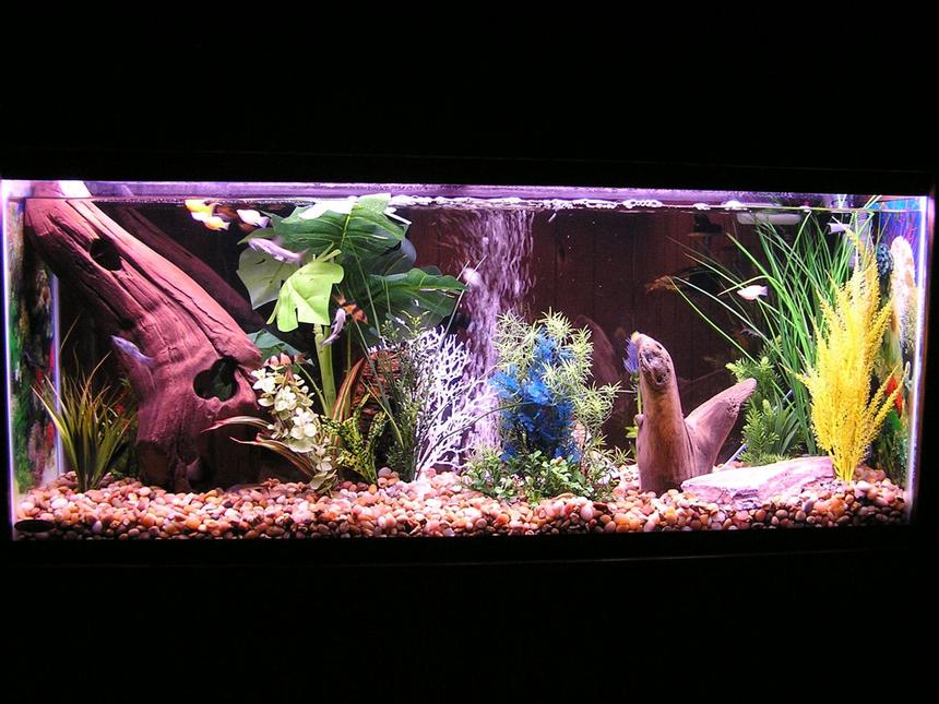 Rated #51: 55 Gallons Freshwater Fish Tank - Freshwater tank with Columbian Sharks, a Bala Shark, a blind shark, several red tail sharks, clown loaches and mollies