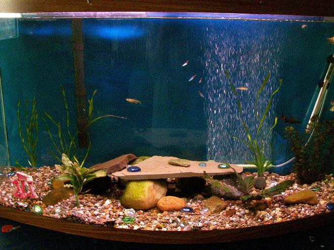 46 gallons planted tank (mostly live plants and fish) - My community tank