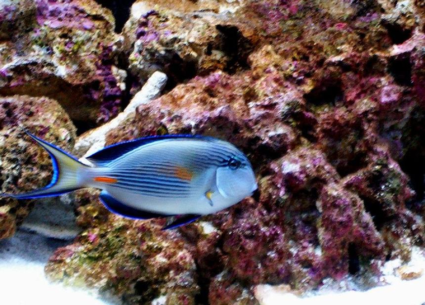 Rated #31: Saltwater Fish - Acanthurus Sohal - Sohal Tang Stocking In 55 Gallons Tank - my sohal tang