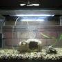 60 gallons freshwater fish tank (mostly fish and non-living decorations) - N/A