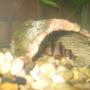 freshwater fish - botia macracantha - clown loach stocking in 60 gallons tank - Clown Loach