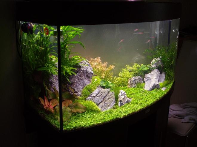 30 gallons planted tank (mostly live plants and fish) - 4 Weeks old at this point