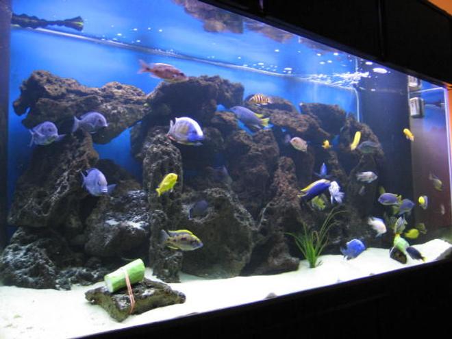 225 gallons freshwater fish tank (mostly fish and non-living decorations) - Updated semi-side shot of my 225 gallon.