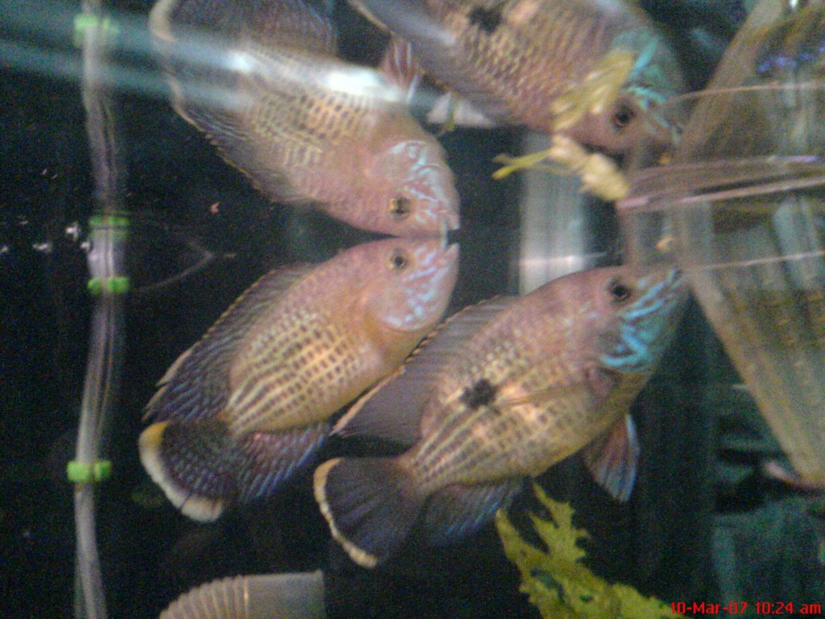 freshwater fish - aequidens rivulatus - green terror stocking in 40 gallons tank - this is my green terror pair i love them