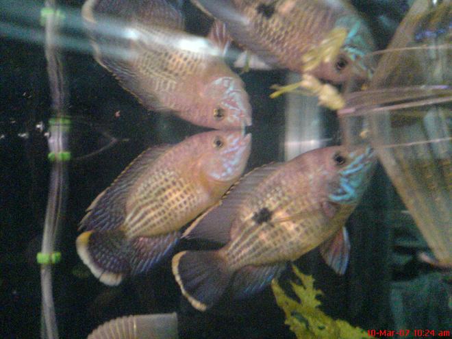 freshwater fish - aequidens rivulatus - green terror stocking in 40 gallons tank - this is my green terror pair
i love them