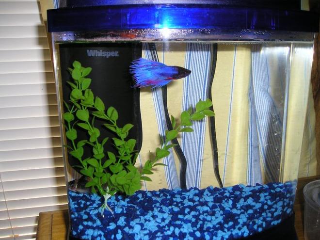 freshwater fish tank (mostly fish and non-living decorations) - This is my 2.5 gallon mini-bow. In it is my blue & red crowntail betta and spotted cory cat. I have another plant that goes in it, just was out when the picture was taken.