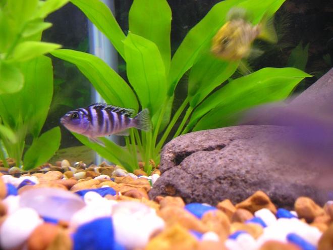 freshwater fish - metriaclima lombardoi - kenyi cichlid - Female Kenyi with my Giraffe Cichlid behind her