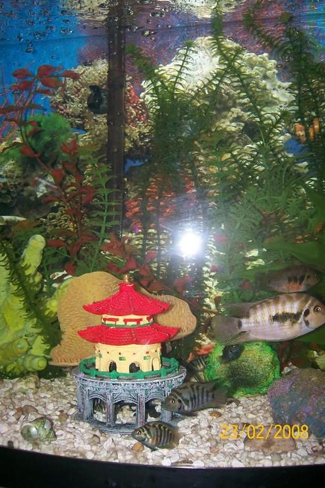 26 gallons freshwater fish tank (mostly fish and non-living decorations) - JAILHOUSE ROCK'S CONVICT TANK 
ROUND 19 CONVICTS, 2 PARENTS & THEIR 17 ADULT CHILDREN WE HAVE LOTS MORE THEIR ONLY THE FIRST BATCH!!!!

CONVICTS...THE RABBITS OF THE TANK