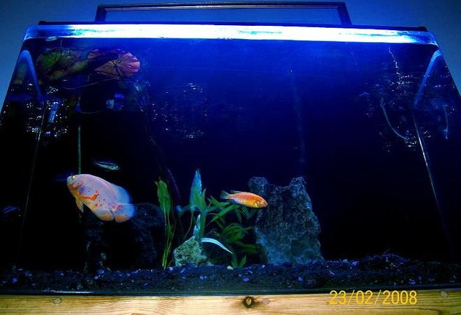 26 gallons planted tank (mostly live plants and fish) - OSCAR THE GROUCH