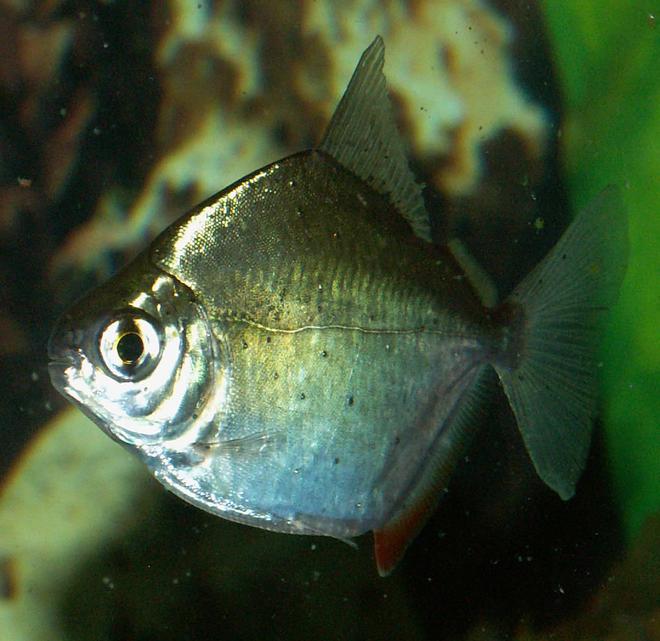 freshwater fish - metynnis argenteus - silver dollar stocking in 110 gallons tank - Silver Dollar