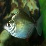 freshwater fish - metynnis argenteus - silver dollar stocking in 110 gallons tank - Silver Dollar