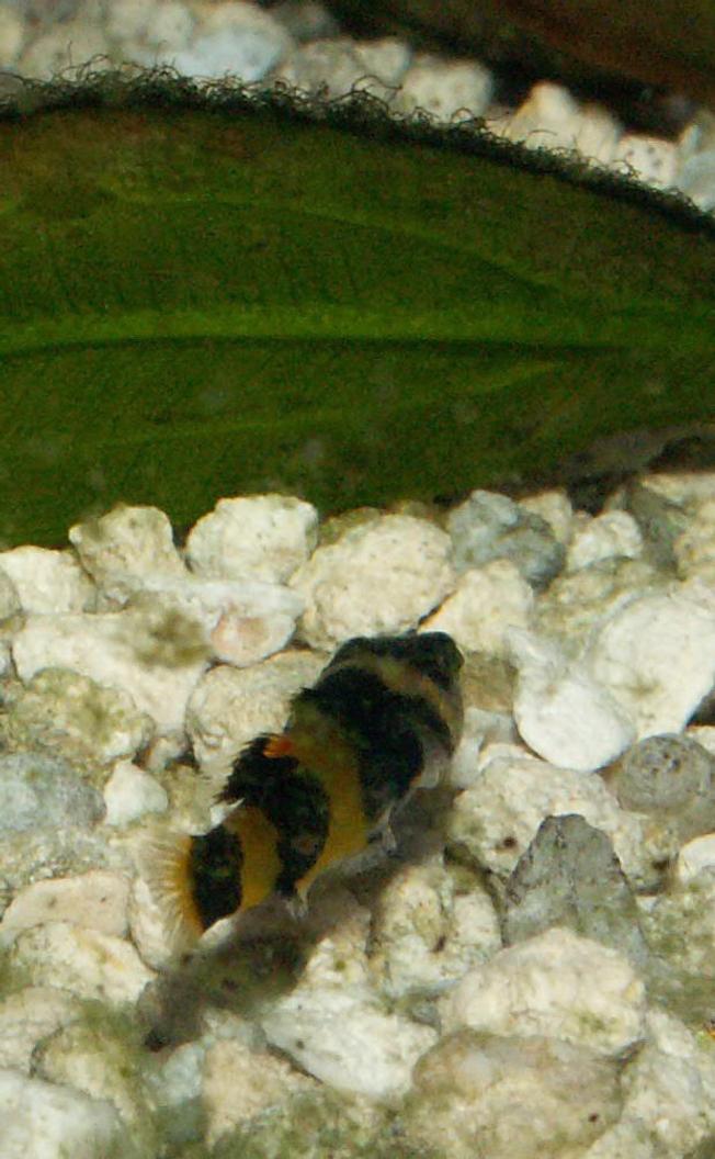 freshwater fish - brachygobius doriae - bumble bee goby stocking in 110 gallons tank - BumbleBee Goby