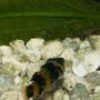 freshwater fish - brachygobius doriae - bumble bee goby stocking in 110 gallons tank - BumbleBee Goby
