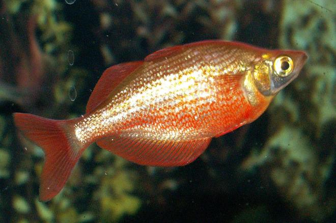 freshwater fish - glossolepis incisis - red irian rainbow stocking in 110 gallons tank - Red Rainbow