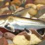 freshwater fish - hexanematichthys seemanni - silver-tipped shark stocking in 110 gallons tank - Silver Tipped Shark