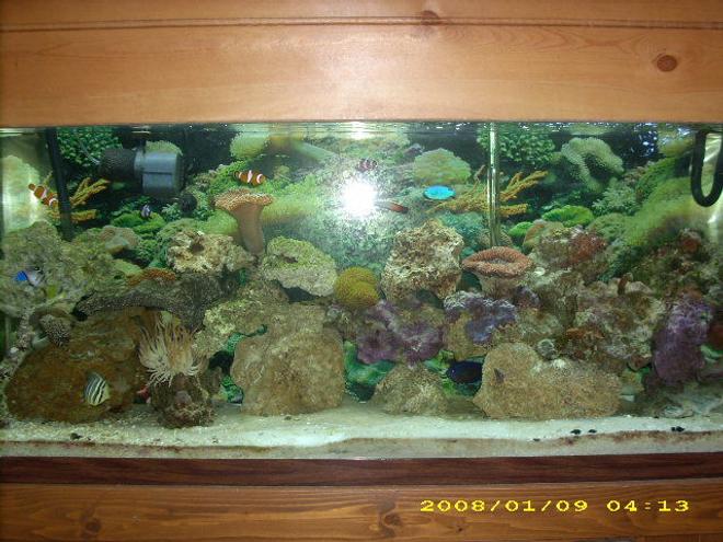 55 gallons reef tank (mostly live coral and fish) - have lots of soft corals,leathers and a few hard coral. still learning though