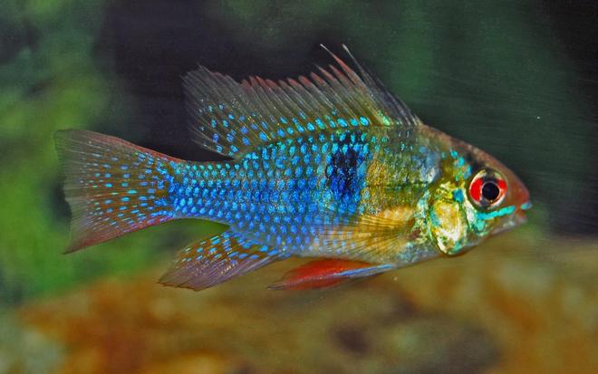 freshwater fish - papiliochromis ramirezi - german blue ram stocking in 120 gallons tank - ram