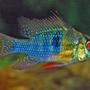 freshwater fish - papiliochromis ramirezi - german blue ram stocking in 120 gallons tank - ram