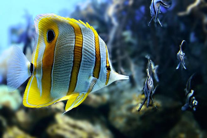 saltwater fish - chelmon rostratus - copperband butterflyfish stocking in 46 gallons tank - Copper Banded Butterfly