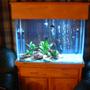 33 gallons freshwater fish tank (mostly fish and non-living decorations) - away shot of tank
