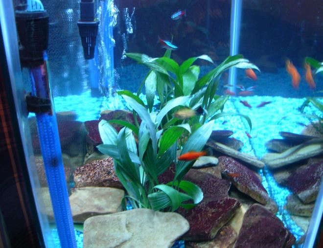 freshwater fish - xiphophorus helleri - red wag swordtail stocking in 33 gallons tank - my rocks and plants