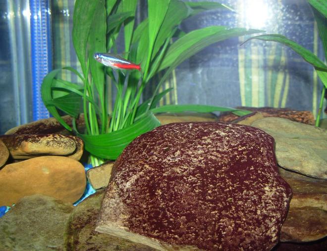 freshwater fish - paracheirodon innesi - neon tetra jumbo stocking in 33 gallons tank - neon tetra in the plants