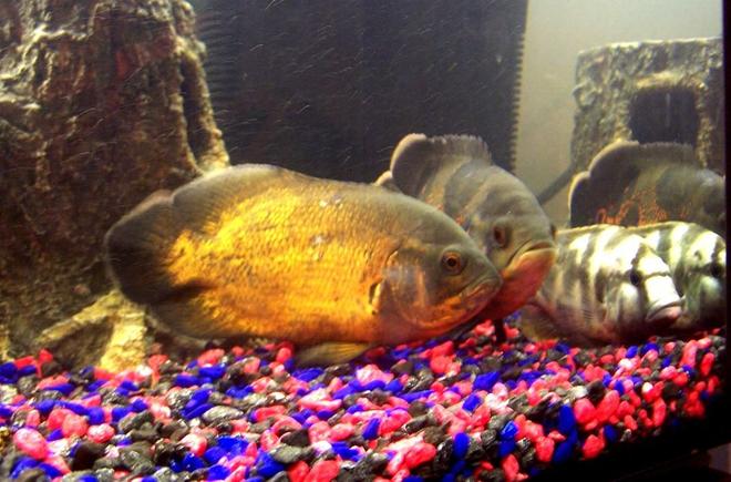 freshwater fish - astronotus ocellatus - red oscar stocking in 250 gallons tank - Rusty, Ozzie & Camo