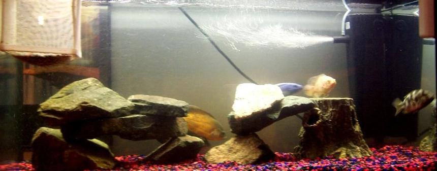 Rated #3773: 250 Gallons Freshwater Fish Tank - Tank =)