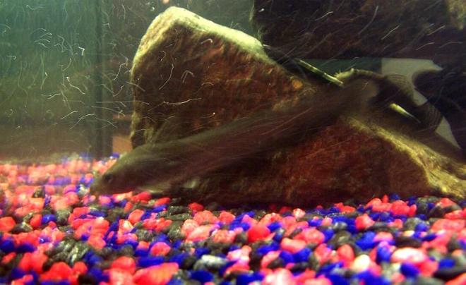 freshwater fish stocking in 250 gallons tank - Wiska & Lola