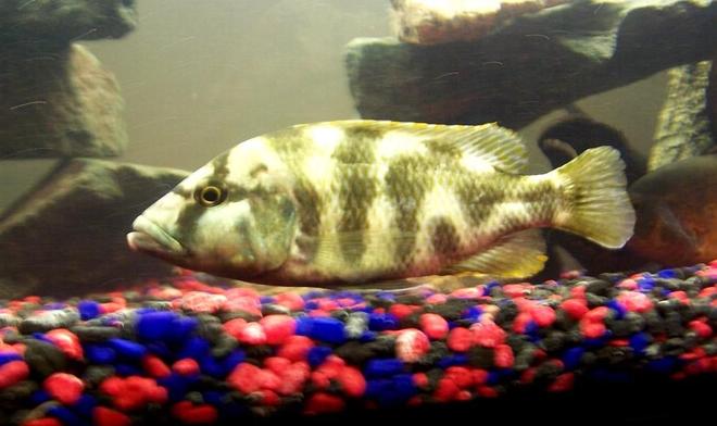 freshwater fish - nimbochromis venustus - venustus cichlid stocking in 250 gallons tank - Camo