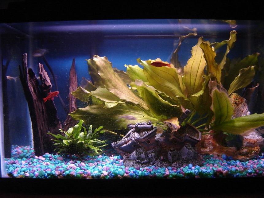 Rated #205: 55 Gallons Planted Tank - 10 gallon planted tank.  I like the way the sword is taking up the whole right side of the tank.  The fish like it too