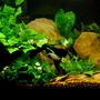29 gallons freshwater fish tank (mostly fish and non-living decorations) - Caves