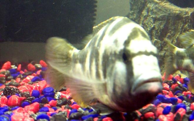 freshwater fish - nimbochromis livingstonii - livingstoni stocking in 250 gallons tank - Camo