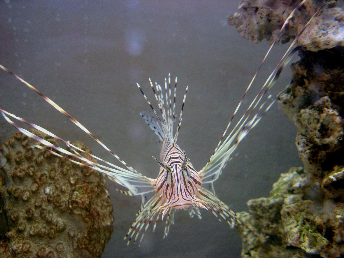 saltwater fish - pterois russelli - russell's lionfish stocking in 30 gallons tank - Juvenile Red Lionfish