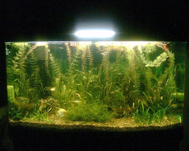 50 gallons planted tank (mostly live plants and fish) - My aquarium at 2months old