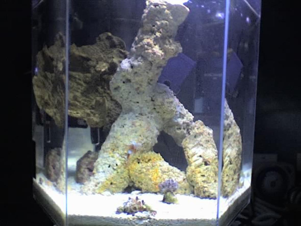5 gallons reef tank (mostly live coral and fish) - THe Impossible 5 Gallon Tank 6 MOnths And Hundreds Of $$$$$$ Later All Worth IT!!!!!!!!!!!!!!!!!!!!!!!